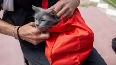 Atención veterinaria gratis en septiembre: los requisitos que debés cumplir para acceder