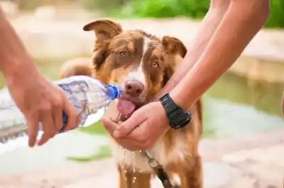 El calor no da tregua en Salta: así estará el termómetro este jueves