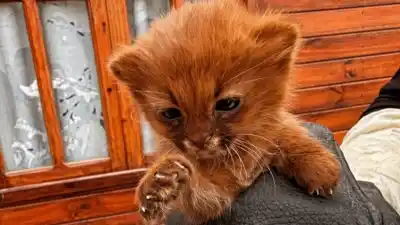 Un felino poco habitual apareció cerca de una casa y desató un operativo de rescate en Tucumán