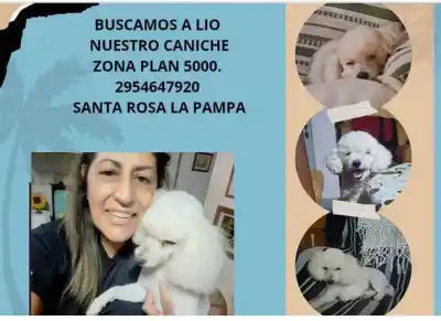 El misterio del caniche Lío: una familia de Santa Rosa pide ayuda para encontrarlo