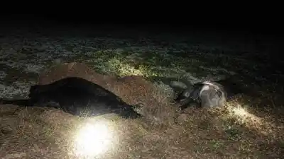 Se escaparon de un feedlot y sembraron el caos en la ruta 152: dos camiones chocaron contra los vacunos
