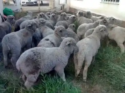 Un control en Stefenelli terminó con un insólito secuestro: 27 ovejas y un carro