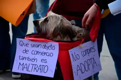 Maltrato animal en Villa Mercedes: la marcha que puso en jaque a la Justicia local