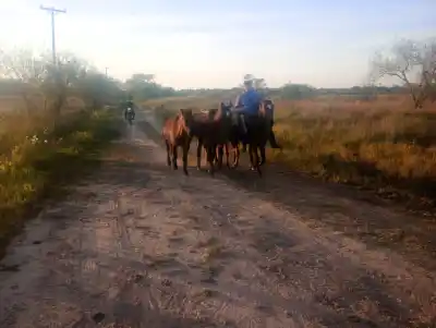 Siete caballos fueron recuperados en La Leonesa tras un seguimiento que terminó en el río Paraguay