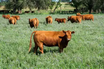 Crítica de la Agrícola al gobierno por deudas impositivas que impiden vender hacienda y cereales