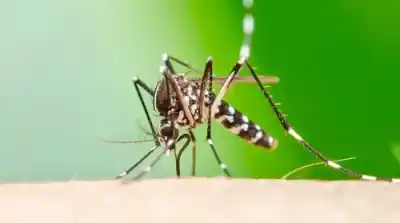 Alerta en Tucumán: Tres nuevos casos de chikungunya activan operativos de emergencia