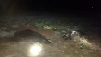 Cinco camiones chocaron contra vacunos sueltos en la Ruta 152: cómo fue el operativo