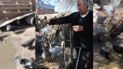 Denunciaron a una vecina de Barrio Nuevo por sus gallos y patos: la inspección del Municipio y la decisión final