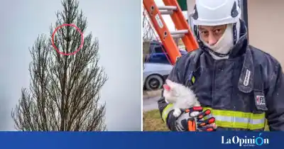 Un gatito quedó atrapado en la copa de un árbol en Puerto Santa Cruz y bomberos lo rescataron con una escalera