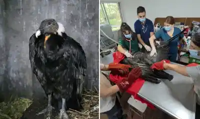 Un cóndor andino herido desata un operativo de rescate en las puertas del Parque Aconquija