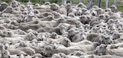 El campo chubutense cruzó al Gobierno: "No queremos subsidios, queremos condiciones para producir"