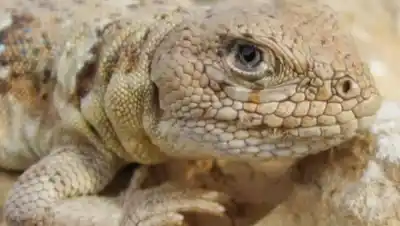 Roca será sede del Congreso Argentino de Herpetología: cómo participar de las actividades abiertas