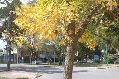 Semana del Árbol en Roca: cuáles son las especies recomendadas para la vereda