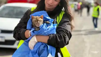 Incendios en Pocito: el drama de los animales que no pudieron escapar del fuego