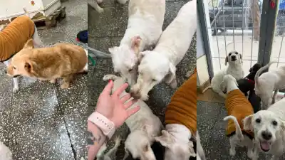 Los perros rescatados de “El Polaco” quedaron esperándolo en la peluquería