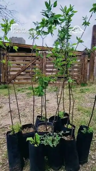 Plantarán árboles nativos en Los Reartes este sábado: cómo participar