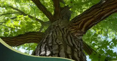 Semana del Árbol en Tunuyán: cómo hacer para retirar dos árboles gratis por familia