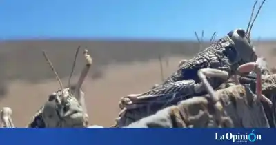 Tucura Sapo en Santa Cruz: alertan por la eclosión de huevos y piden a los productores estar atentos