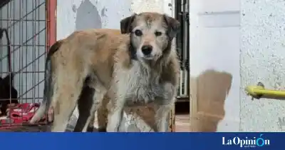 Nico, el perro rescatado del petróleo en Comodoro, sigue delicado: las complicaciones que preocupan a sus rescatistas