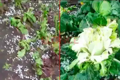 Granizo en Nogoyá: el temporal que golpeó a un productor tambero y puso en riesgo las reservas para El Niño