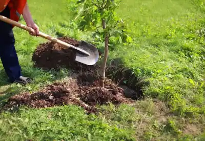 Plantación comunitaria en Tanti: cómo participar de la jornada por el Día del Árbol