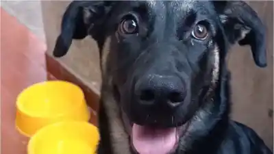 Buscan a Moly, una perrita perdida en Cuyaya: cómo ayudar a encontrarla