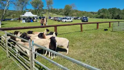 Border Collie en Misiones: cómo el perro pastor se convierte en una herramienta clave para el campo