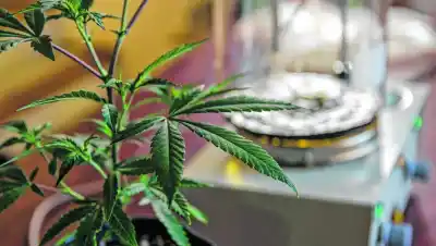 Cannabis medicinal en Roca: la primera fundación liderada por mujeres que obtuvo personería jurídica