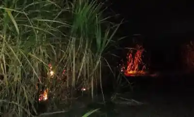 Incendio en un cañaveral de Ranchillos: investigan si fue intencional y qué pericias ordenó la Justicia