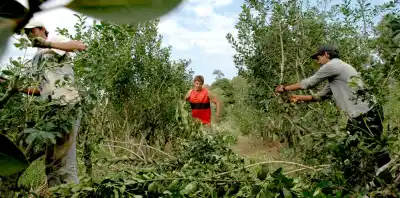 La cosecha de yerba se desplomó 11% y el precio ya se siente en la góndola: qué hay detrás de la caída
