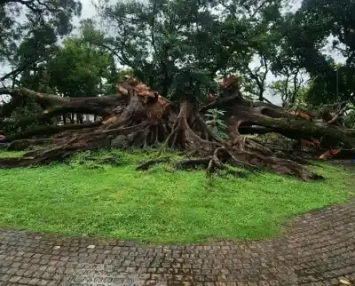 Un ícono de la ciudad se desploma: el histórico gomero del Parque Avellaneda cayó tras las lluvias