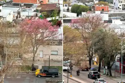Lapachos en flor: cómo es el fenómeno que tiñe de rosa las calles de Paraná
