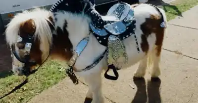 Prohibieron los ponis en las ferias de Orán: los operativos ya comenzaron