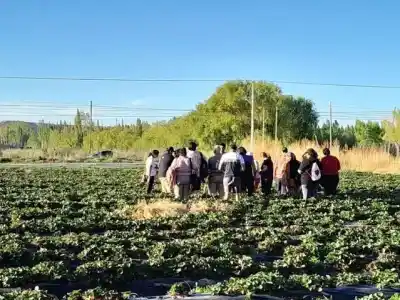 Encuentro gratuito en Plottier para productores de frutas finas y horticultura: qué trámites podrán hacer