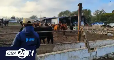 Faenamiento clandestino en Chancaní: cómo detectaron los controles y qué secuestraron