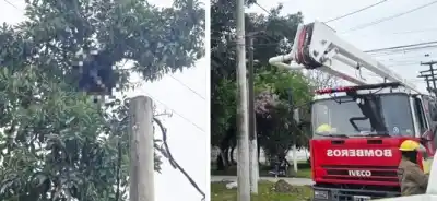 Tragedia en la Capital: un hombre murió electrocutado y el cuerpo quedó suspendido en un árbol