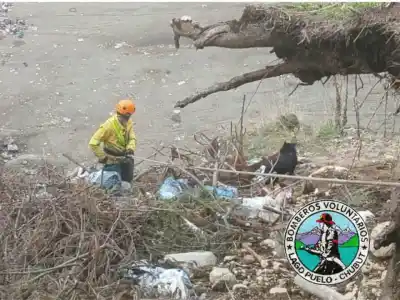 Rescataron a una perrita que cayó a un barranco en la Comarca Andina: el difícil operativo para sacarla