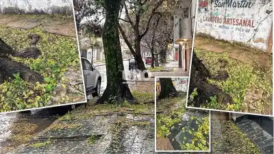 Un lapacho añejo amenaza con derrumbarse en barrio Fomento 9 de Julio: qué reclaman los vecinos