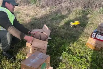 Decomisaron 227 aves en un control sobre la Ruta 12: qué pasó con los ejemplares