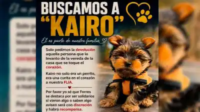 Buscan a Kairo, el perrito perdido en Forres: la recompensa que ofrecen por encontrarlo