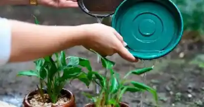 El Niño podría adelantar el dengue en Mendoza: qué recomiendan las autoridades