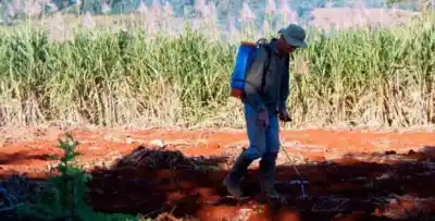 Cristian Klingbeil, el productor que respalda derogar la prohibición del glifosato en Misiones: “Es una mochila que se saca el sector”