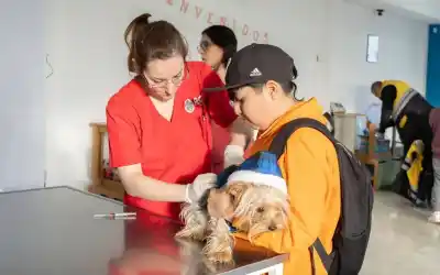 Vacunación antirrábica y chipeo gratis en Río Grande: el detalle que tenés que saber antes de llevar a tu mascota