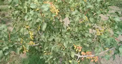 Primera Jornada de Frutos Secos en San Rafael: los temas clave que se tratarán en el Oasis Sur