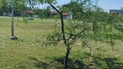 Poda en Villa María: el plazo vence el lunes y ya hay más de 600 pedidos, pero solo 533 fueron aprobados