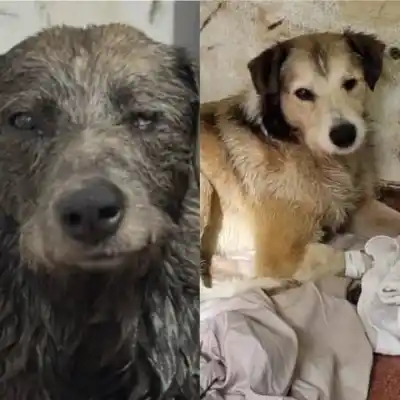 Nico, el perro rescatado de una pileta de petróleo en Comodoro, sigue estable: qué revelaron los estudios
