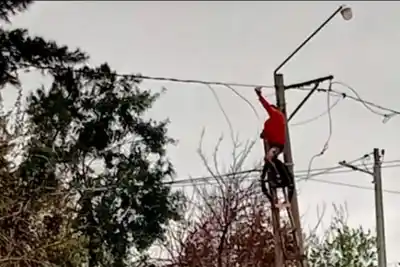 Intentaron colgarse de la luz, derribaron un poste y dejaron sin energía a un refugio de animales: el insólito detalle de la maniobra