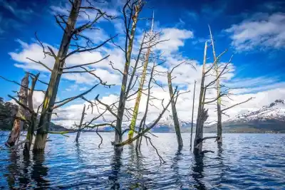 El Bosque Sumergido de Villa Traful: cómo un deslizamiento dejó un bosque de cipreses bajo el agua