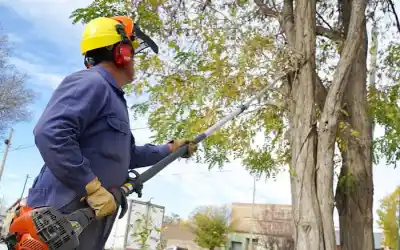 Mina Clavero: taller gratuito de poda de arbolado urbano, con un experto a cargo