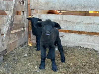 Nacieron dos corderos en el Módulo Genético de Sol Puntano: qué razas se cruzaron